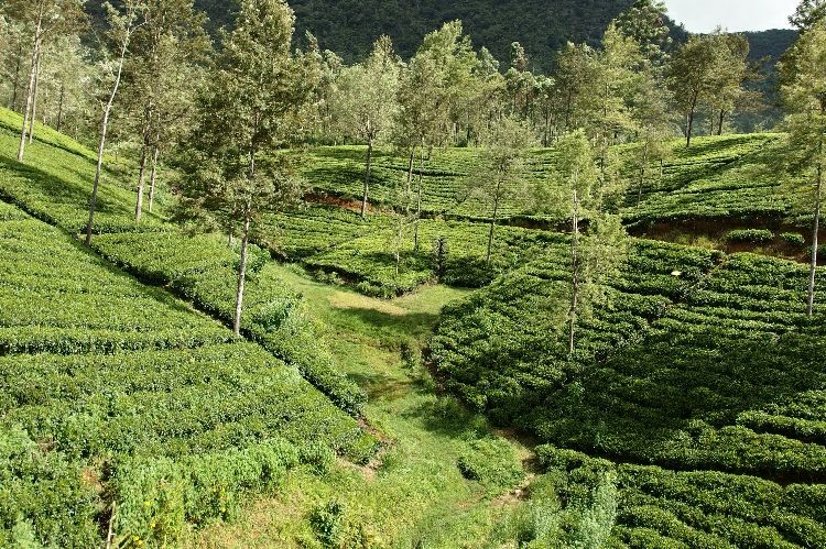 Teeplantage_Uva_District_750x499